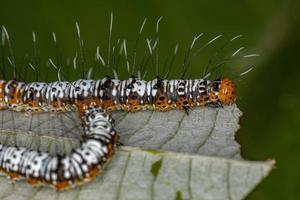 oruga de la polilla del gusano cortador blanco y naranja foto