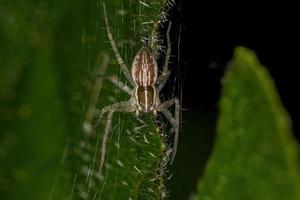 pequeña araña de tela de vivero foto