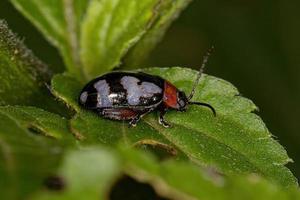 escarabajo pulga adulto