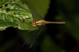 Adult Dragonlet Insect photo