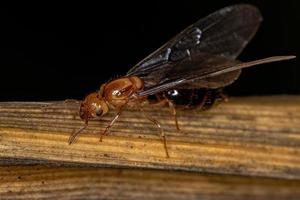 hormiga reina cóctel alada hembra adulta foto