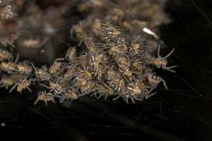 pequeñas arañas araneoides foto