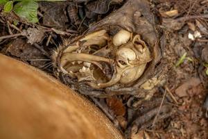 Feral Cat Bones photo