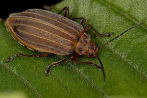 pequeño escarabajo pulga adulto foto