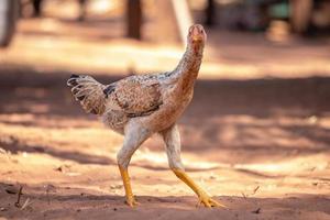 domestic animal chicken photo