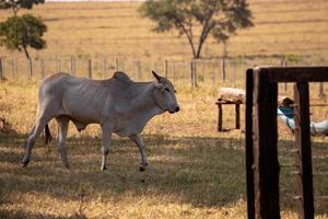 vaca adulta en una granja foto