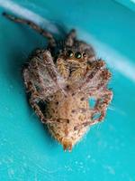 Female Adult Pantropical Jumping Spider photo