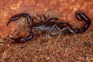 escorpión negro adulto foto