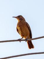 pájaro hornero rufo foto