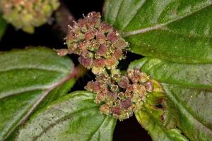 flor de una planta de asma foto