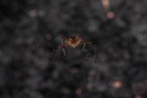 Small Brown Widow photo