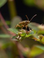 ninfa del insecto de la planta sin olor foto