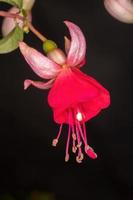 Flower of a red Fuchsia photo
