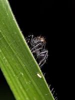 Small Jumping spider photo