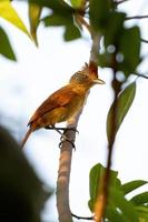 Brazilian feMale Barred Antshrike photo