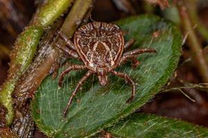 Male Adult Cayenne Tick photo