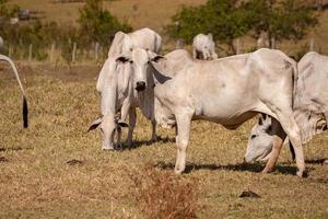 vaca adulta en una granja foto