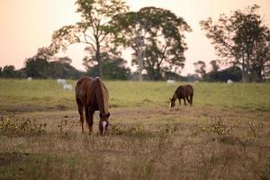 Horse resting in a pasture area photo