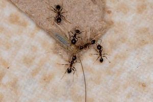 Hormigas cabezonas adultas que se alimentan de un pequeño saltahojas típico foto