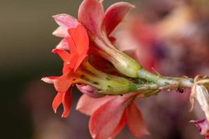 Small Aphids Insectson the plant Flaming Katy photo