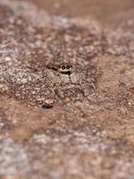 Gray Wall Jumping Spider photo