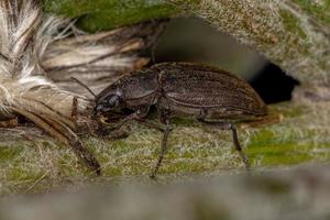 escarabajo oscuro adulto foto