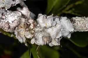White Ruffle Lichen
