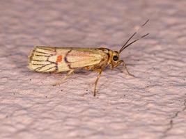 Yellow Lichen Moth