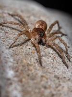 Adult Wolf Spider photo