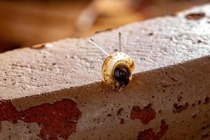 Asian Tramp Snail photo