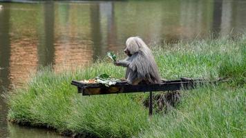 Hamadryas baboon animal photo