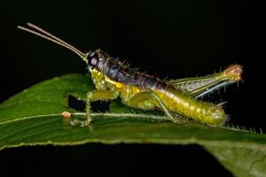 Short-horned Grasshopper Nymph