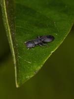 pequeña hormiga tortuga negra adulta foto