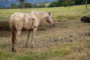 caballo en una granja brasileña