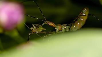 Assassin Bug Nymph photo