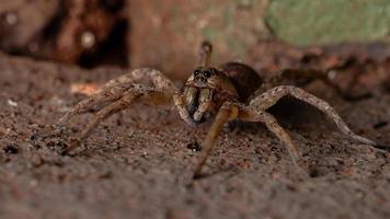 araña lobo adulto foto