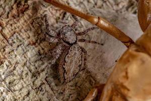 Araña saltadora hembra adulta protegiendo huevos