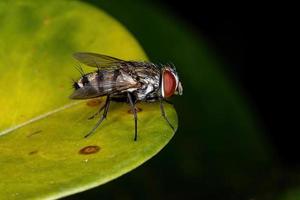 Adult Satellite Fly photo