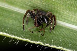 Crab Spider preying on an ant photo