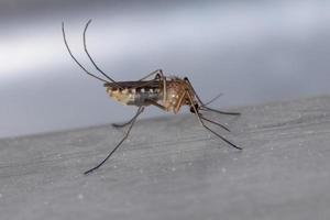 Adult Culicine Mosquito photo