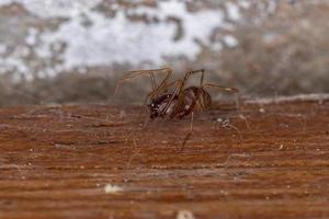 Brown Spitting Spider photo