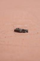 Black-olive Caterpillar Moth in the wall photo