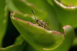 Adult Scentless Plant Bug photo