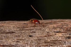 escarabajo oscuro adulto foto