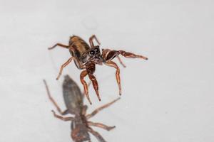 Small jumping spider photo
