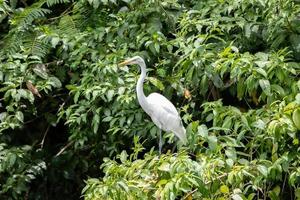 Great Egret Animal photo