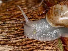 caracol gigante africano foto