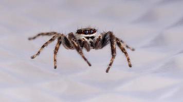 Gray Wall Jumping Spider photo