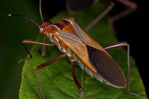 Adult Leaf-footed Bug photo