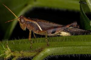 Adult Short-horned Grasshopper photo